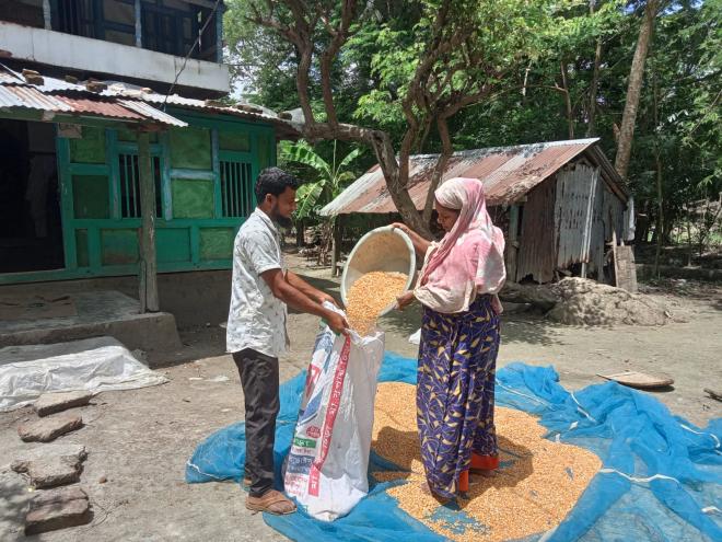 Farmer busy preserving maize