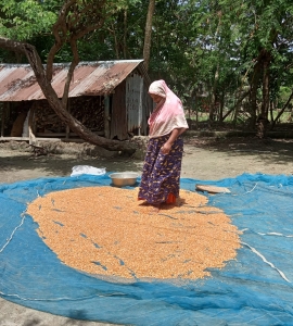 বাংলাদেশের উপকূলে জলবায়ু সংকটাপন্ন এলাকায় ভূট্টা চাষে লাভবান হচ্ছে কৃষকেরা