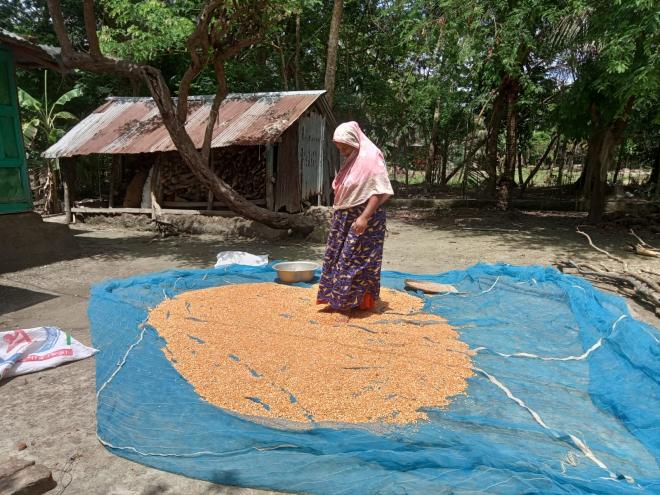 বাড়ির আঙ্গিনায় ভূট্টা শুকানো হচ্ছে