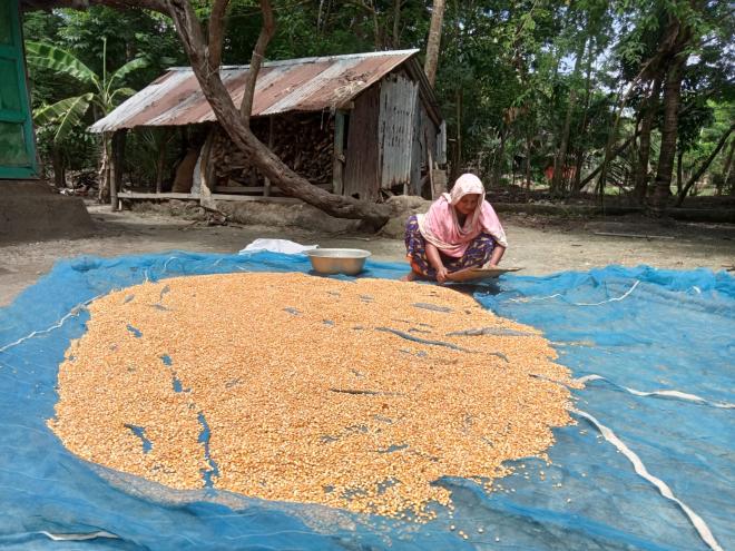 Maize is being processed in the backyard