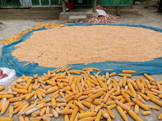 A farmer collects maize from the field and brings it home