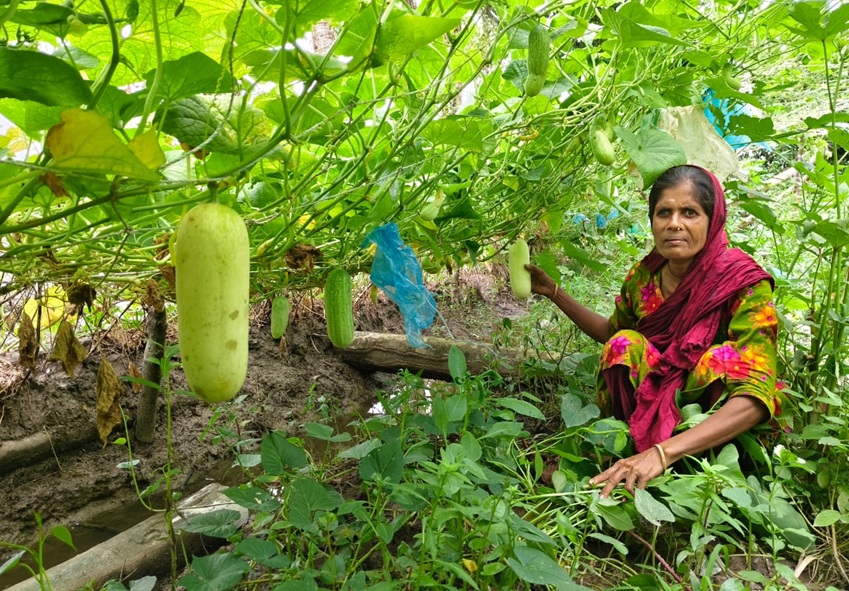 Aklima has achieved success in vegetable cultivation by applying climate-adapted technology.