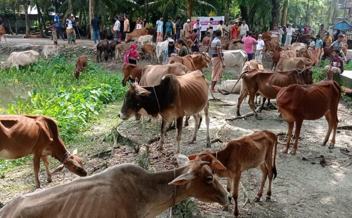 Free vaccination program to protect livestock before the cyclone season