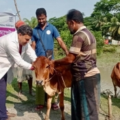 Free vaccination program to protect livestock before the cyclone season