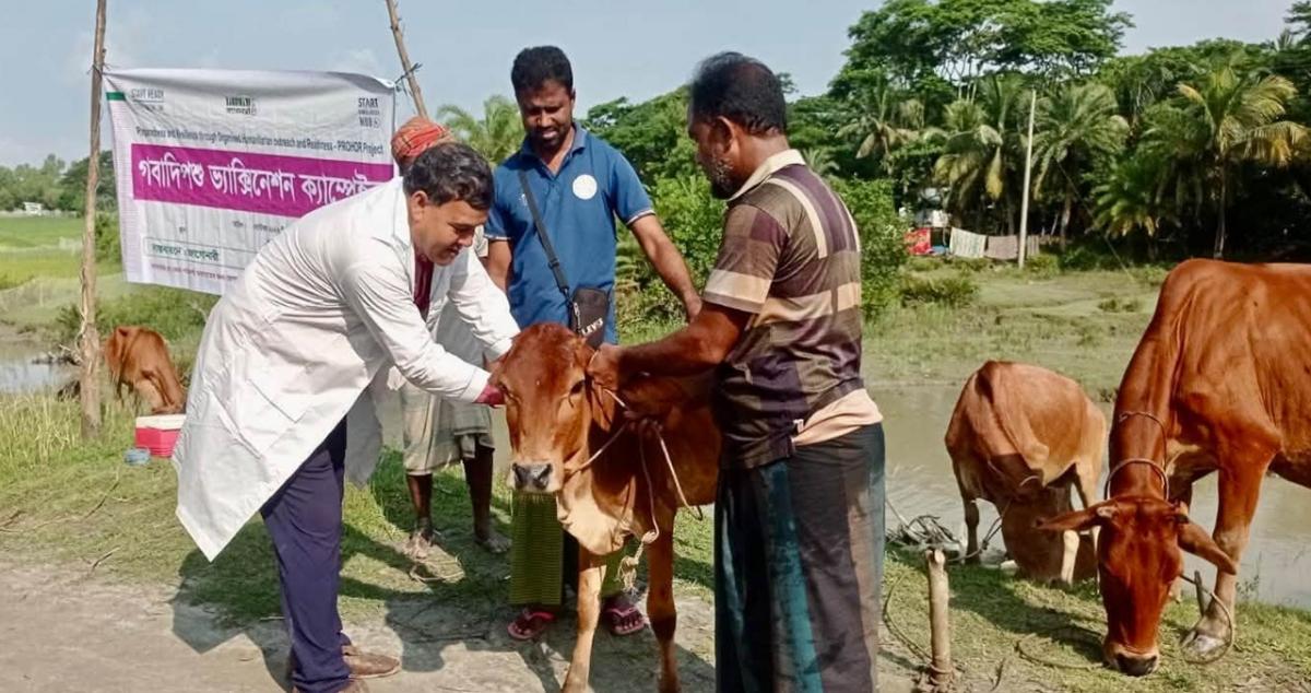 Free vaccination program to protect livestock before the cyclone season